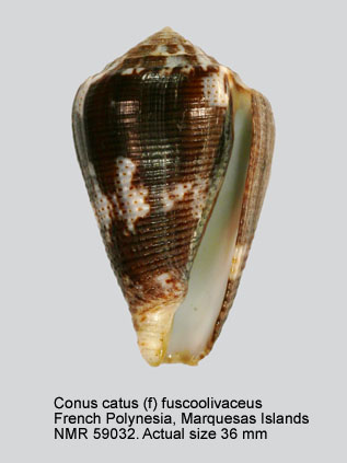 Conus catus (f) fuscoolivaceus.jpg - Conus catus (f) fuscoolivaceusDautzenberg,1937